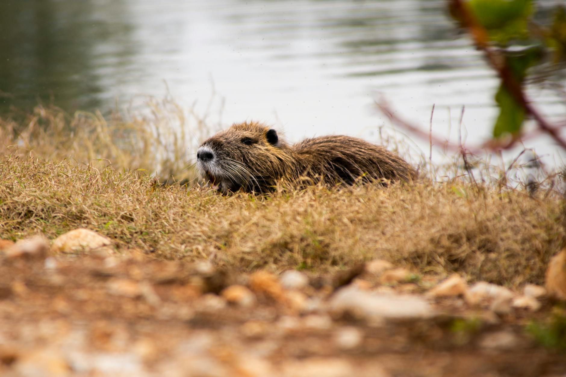 beaver sitting on river bank in nature